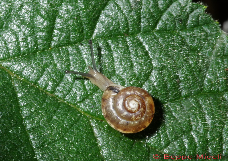 Cepaea nemoralis etrusca e altre